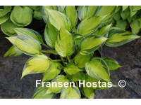 Hosta 